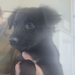 Weensy - Black tri-color female Australian Shepherd puppy in Wrightsville, Georgia from Wild Magnolia Farms Aussies