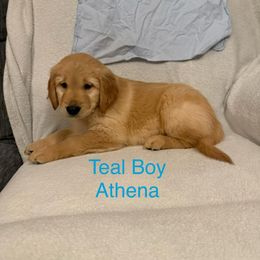 Teal Boy - Golden male Golden Retriever puppy in Bayard, Nebraska from Colson Kennels
