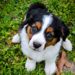 Coal - Tri-colored male English Shepherd puppy in Ozark, Missouri from Town & Country English Shepherds