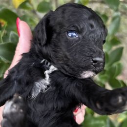 Axel - Black male Poodle puppy in Orlando, Florida from Denise’s Puppies