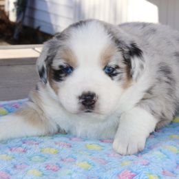 Hans - Blue merle Australian Shepherd puppy in Coldwater, Michigan from Northern Star Australian Shepherds