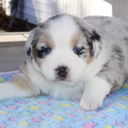 Hans - Blue merle Australian Shepherd puppy in Coldwater, Michigan from Northern Star Australian Shepherds