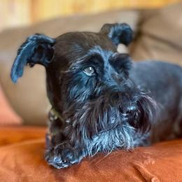 Raptor - Miniature Schnauzer