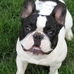 French Bulldog All Grown Up from Dana Riotte's French Bulldogs