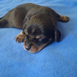 Boy 2 - Black and tan male Dachshund puppy in Oakman, Alabama from MEL Puppies