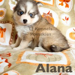 Alana - Silver and white female Pomsky puppy in Centerville, Iowa from LJ Kennels Pomskies, LLC