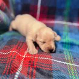 Female - White female Miniature Schnauzer puppy in Seagoville, Texas from JC miniature schnauzers
