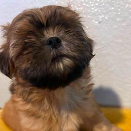 Mojo - Gold male Shih Tzu puppy in Azusa, California from RJ Shih Tzu lover