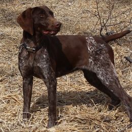 DJ FROM POINTERS OF THE VALLEY - German Shorthaired Pointer