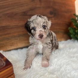 Mr.Tumnus - White and red merle male Bordoodle puppy in Valley Center, California from Circle R Valley Bordoodls