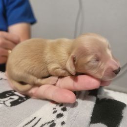 BOY 3 - Cream male Dachshund puppy in Fort Worth, Texas from Chadwick Farms Mini Dachshunds