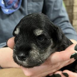 Star - Black and silver female Miniature Schnauzer puppy in Dawson, Georgia from Faith Farm Miniature Schnauzers