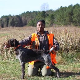 German Wirehaired Pointer puppies from Cypress Ridge GWP