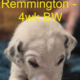 Remmington - White and liver brown Dalmatian puppy in Sylvania, Georgia from Dipping Dot Dalmatians