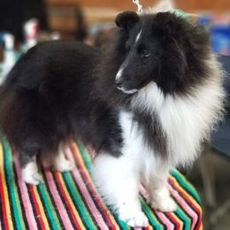 Collie and Shetland Sheepdog All Grown Up from Zandria Collies and Shetland Sheepdogs