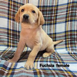 Girl 4 - Yellow female Labrador Retriever puppy in Potosi, Wisconsin from Point and Flush Gun Dogs
