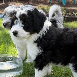 Cody - Black tri-color male Aussiedoodle puppy in Cedar Park, Texas from Lollipups Mini Aussiedoodles