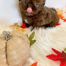 Shih Tzu Puppies from Arizona Sunrise Shih Tzus