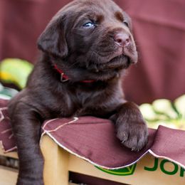 Dachshund and Labrador Retriever Puppies from Honeydew Ranch