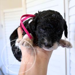 Pink - Tri-color female Bernedoodle puppy in Rockwall, Texas from Glory Doodles