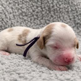 Iris (Purple) - Parti female Goldendoodle puppy in Twin Falls, Idaho from Magic Valley Family Doodles