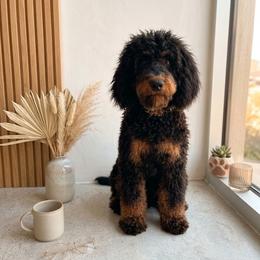 Marie - crate trained and basic obedience trained - Phantom female Bernedoodle puppy in Travelers Rest, South Carolina from Bernedoodle.do