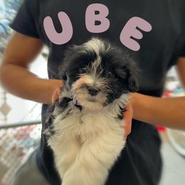 Havanese Puppies from Havanese Puppies of the Northshore