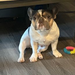 Sailor - French Bulldog