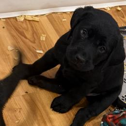 Girl 4 purple - Black female Labrador Retriever puppy in Ledyard, Connecticut from Outback Stables