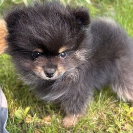 Pomeranian Puppies from Maine Pom’s
