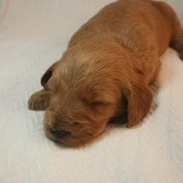 Aussiedoodle, Goldendoodle, and Pyredoodle Puppies from Loving Doodle
