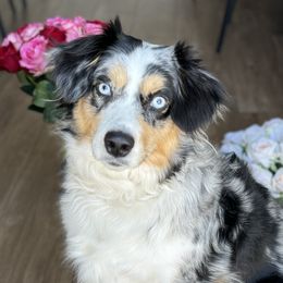 JoJo - Miniature Australian Shepherd