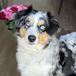 JoJo - Miniature Australian Shepherd