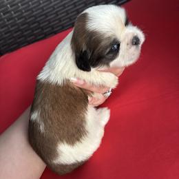 Bentley - Tricolor male Shih Tzu puppy in Lakeland, Florida from Sunshine Shih Tzus