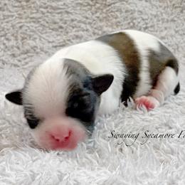 Brindle and White Male - Silver Collar - Brindle and white male Shih Tzu puppy in Crawfordsville, Indiana from Swaying Sycamore Farm