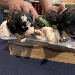 Bernedoodle Puppies from A MAYSING Bernedoodles