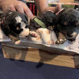 Bernedoodle Puppies from A MAYSING Bernedoodles