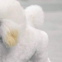 Poodles from Andmarc Poodles