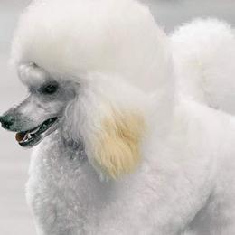 Poodles from Andmarc Poodles