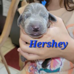 Hershey - Blue male Weimaraner puppy in Kingwood, Texas from Desert Rose Weimaraners
