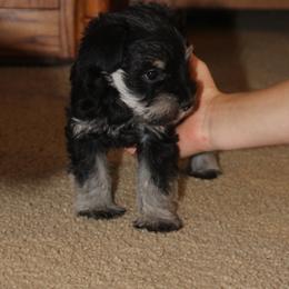 Teeny - Black and silver female Miniature Schnauzer puppy in Richardton, North Dakota from Crooked Tree Ranch