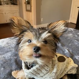 Fuji - Yorkshire Terrier