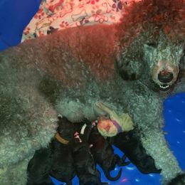 Poodles from Puppy Paradise