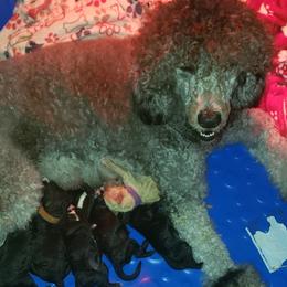 Poodles from Puppy Paradise