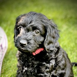 Australian Labradoodle Puppies from Tiny Treasures Australian Labradoodles