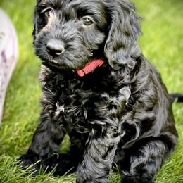 Australian Labradoodle Puppies from Tiny Treasures Australian Labradoodles