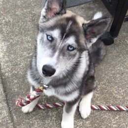 Siberian Husky Puppies from Greens 5 Acres Huskies