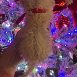 Elf - Cream male Poodle puppy in Yellville, Arkansas from Ozark Mountain Doodles & Pugs