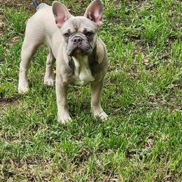 Mar - French Bulldog