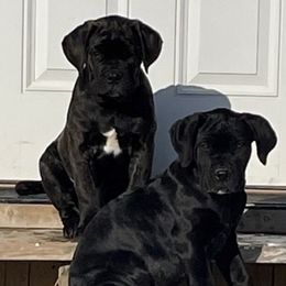 Cane Corso from Ironside Cane Corso
